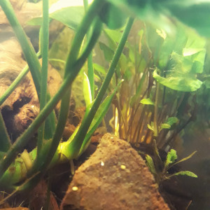Publication de Aquarixe