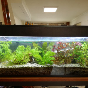 Aquarium actuel