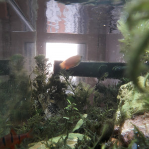 Publication de Alphonse