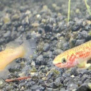 Publication de Killifish10