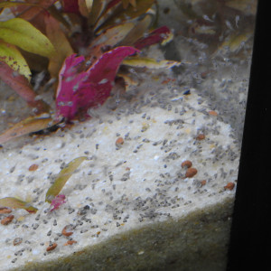 Publication de shanganagh-takhisis