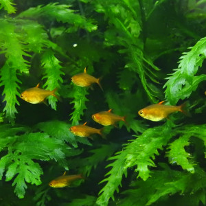 Publication de shanganagh-takhisis