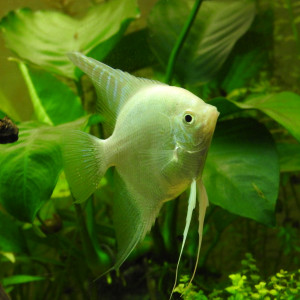 Publication de shanganagh-takhisis