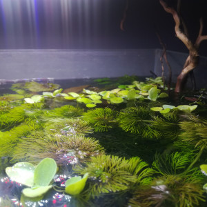 Publication de MrBear