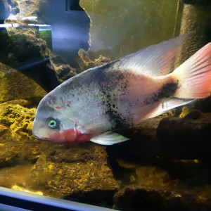 Publication de stephane-fleury