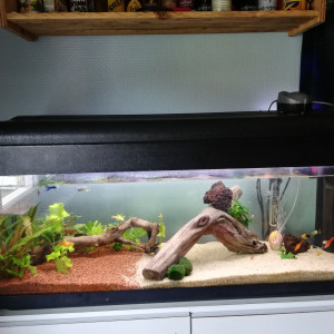 Platy