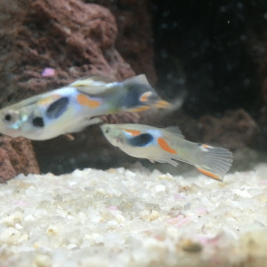 Guppy