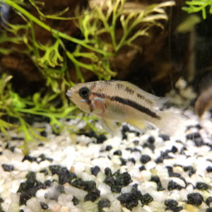 Publication de bribri60870