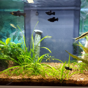 Aquarium Molly