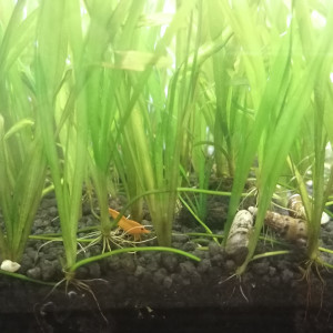 Publication de Poppy