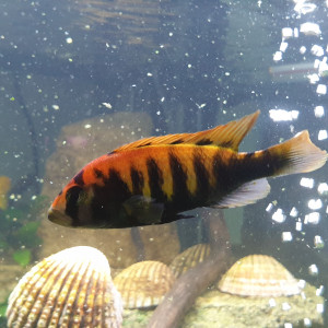 Publication de Gladiators