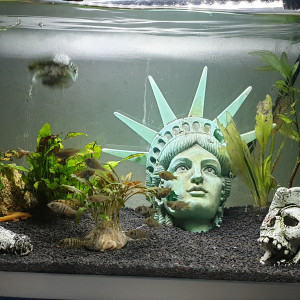 Aquarium alevins