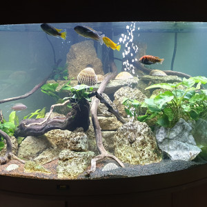 Aquarium yoann