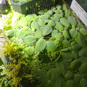 Publication de Stef7524