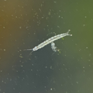 Publication de OlivierTlse