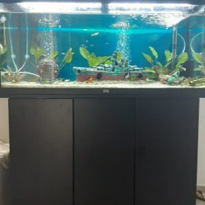 Le nautilus