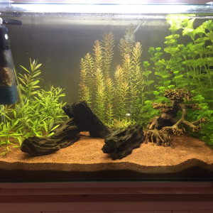 Publication de thibaut-vernholles