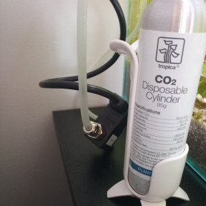 Publication de Orchidsfish