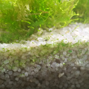 Publication de Orchidsfish