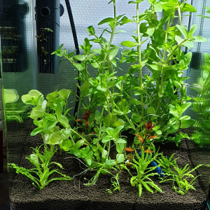 Publication de ArnaudCurabet