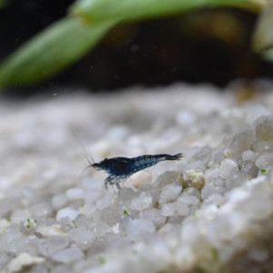 Publication de Orchidsfish