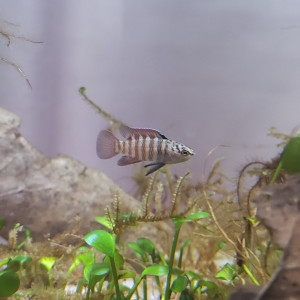 Publication de Intestin63