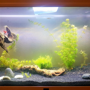 Publication de Maikki