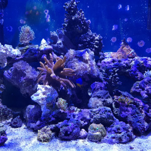 Publication de Pacha-Reef