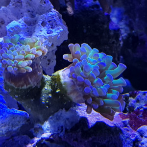 Publication de Pacha-Reef