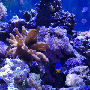 Publication de Pacha-Reef