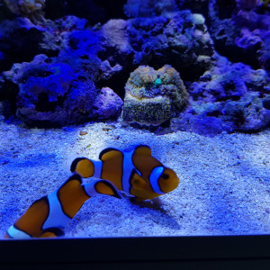 Publication de Pacha-Reef