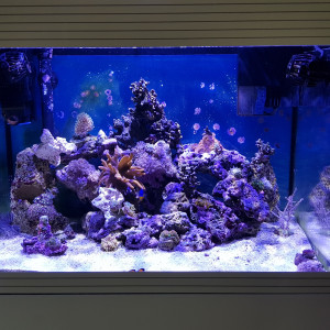 Publication de Pacha-Reef