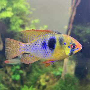 Publication de Hoytibus