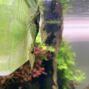 Publication de Hoytibus