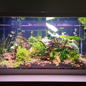 Publication de Alsept