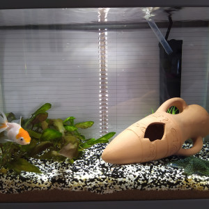 Sushi et Maki Tank