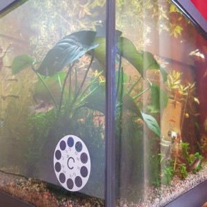 Publication de Mevew