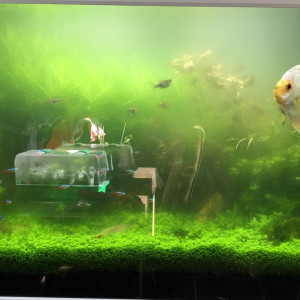 Publication de Frefon