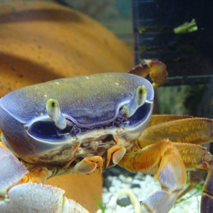 Publication de popol54