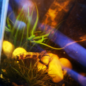 Publication de UnCarlinSauvage