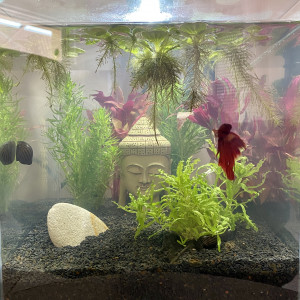 Publication de joffpel