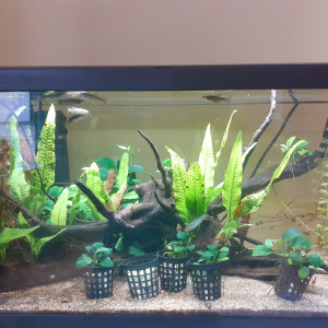 Bac elevage et reproduction de danio rerio