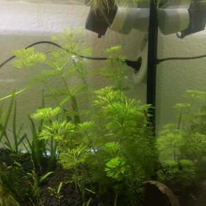 Publication de Alexxis