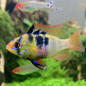 Publication de Hoytibus