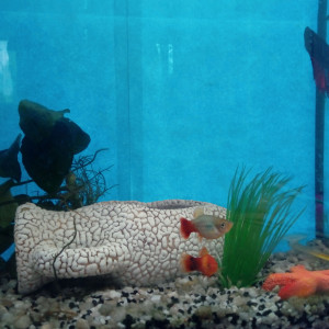 Nano 18L