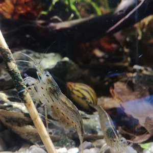 Publication de MrBear