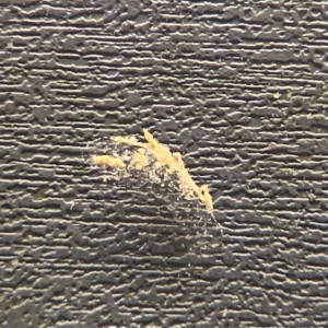 Publication de OlivierTlse