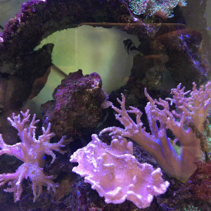 Publication de Afaelin