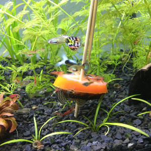 Publication de Alexxis