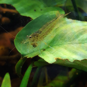 Publication de Aquarixe